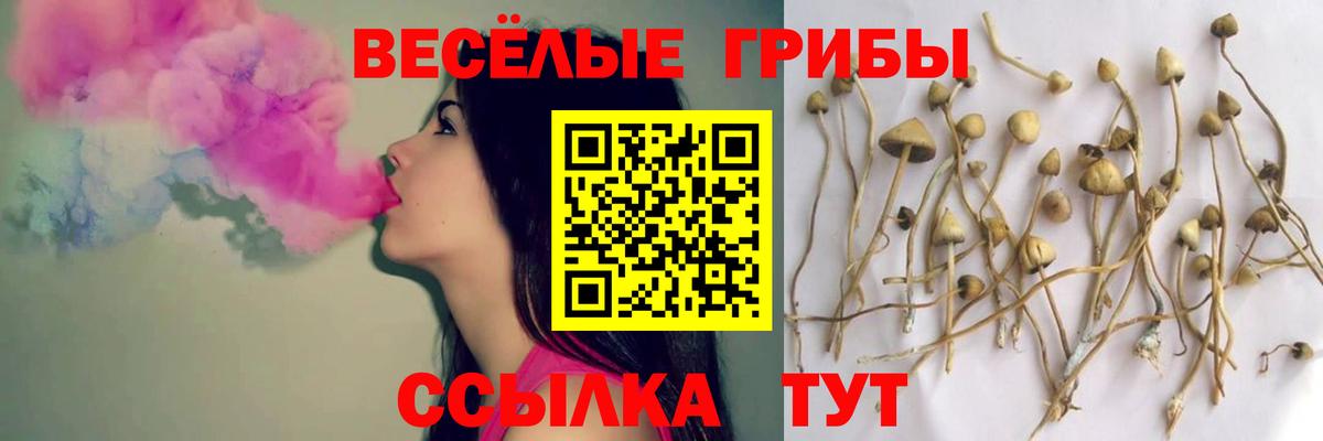 Галлюциногенные грибы Psilocybine cubensis Медногорск